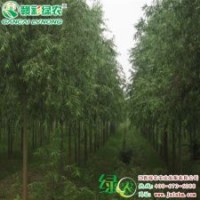美國竹柳3號  彩柳小苗供應(yīng)包成活