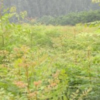 低價預(yù)定1-3米速生法桐苗 白蠟苗 國槐苗 北欒苗 垂柳苗