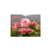 吉林牡丹海棠接穗50萬(wàn)芽 吉林牡丹海棠
