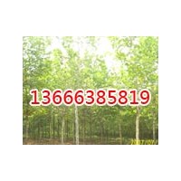 浙江千頭椿廠家供應(yīng)商_山東速生柳