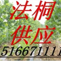 2.5米法桐小苗供應(yīng)