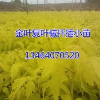 預(yù)定秋季金葉復(fù)葉槭小苗，預(yù)定價格優(yōu)惠，質(zhì)量高