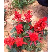 青州草花