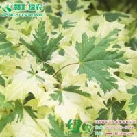 花葉挪威槭 紅楓小苗供應(yīng)批發(fā)零售|江西綠農(nóng)發(fā)展有限公司