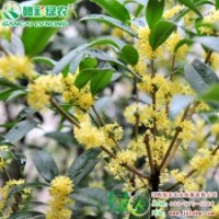 八月金桂 桂花中的經(jīng)典 盛行栽培 八月金桂 觀賞價(jià)值高|江西綠農(nóng)