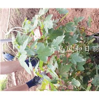 美國(guó)紅楓葉色變黃的原因