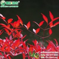 紅葉南天竹 彩葉樹紅葉南天竹報(bào)價(jià)供應(yīng)批發(fā)零售