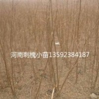 河南千畝刺槐基地，當(dāng)年刺槐小苗一千萬(wàn)顆，多年生2-3-4一百萬(wàn)顆