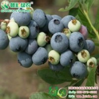 江西綠農(nóng)供應(yīng)V3藍(lán)莓 V3藍(lán)莓報(bào)價(jià) V3藍(lán)莓圖片|江西綠農(nóng)