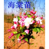 出售占地用海棠苗紅葉李太陽李紫葉矮櫻白蠟國(guó)槐金葉榆等綠化苗木