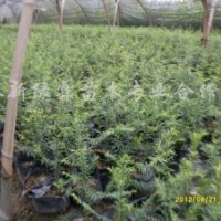 江西紅豆杉|江西青錢柳|江西羅漢松
