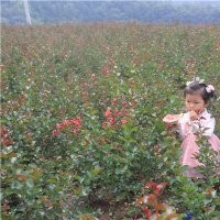 重慶紅火箭紫薇小苗