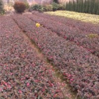 常年出售茶梅小苗及工程苗16.3萬(wàn)，茶梅球5300千