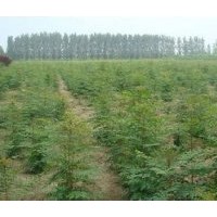 北欒苗山西北欒苗價格北欒種子1年生北欒小苗
