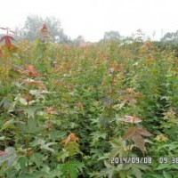 供應(yīng)當(dāng)年五角楓、三角楓、紫丁香、暴馬丁香、黃櫨、紅櫨、北欒實(shí)