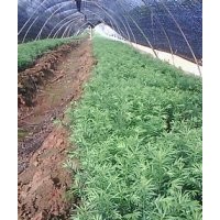 1-2公分小苗櫸樹，紅豆杉，合歡