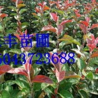 光輝海棠苗