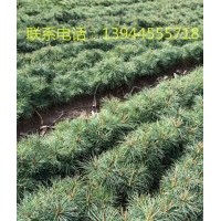 出售樟子松、紅松、落葉松、日本落葉云杉等造林苗