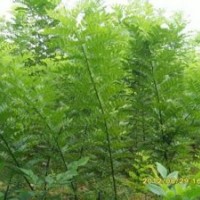 綠化苗木供應(yīng)國(guó)槐苗