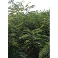 優(yōu)質(zhì)合歡一年生