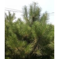 供應(yīng)2.5米油松苗2.5米油松苗2.5米油松苗價格