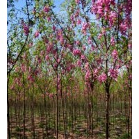 保定香花槐、保定紅花槐