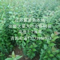 大葉女貞小苗全國發(fā)苗包活高桿女貞苗