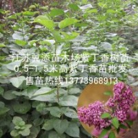 包郵紫丁香小苗全國快遞發(fā)苗可貨到付款