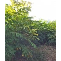 大量出售優(yōu)質(zhì)欒樹、國槐小苗