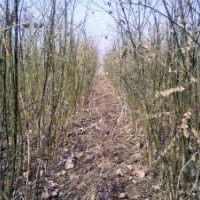大量供當(dāng)年國槐苗。1-20公分國槐。