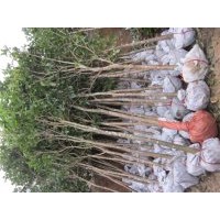 四季桂苗，四季桂樹（20-200公分高，2-30公分大）