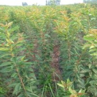 供應(yīng)櫻花小苗，四公分櫻花樹苗批發(fā)，各規(guī)格櫻花價格