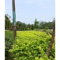 低價供應黃素梅小苗和球規(guī)格15-120cm全袋苗