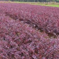 紅葉小檗大量出售、紅葉小檗大量低價(jià)優(yōu)惠供應(yīng)