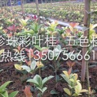 珍珠彩桂