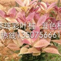 彩葉桂