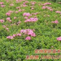 定州市榮旺苗木花卉農(nóng)民專(zhuān)業(yè)合作社