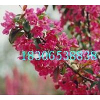 海棠苗，北美海棠苗（價格，產(chǎn)地，圖片，批發(fā)）