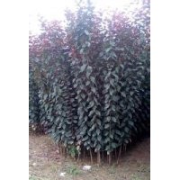 一年生紅葉李