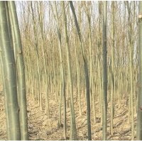 山東速生柳小苗價格，山東速生柳小苗種植基地，山東速生柳小苗廠