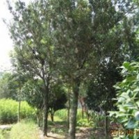 供應(yīng)福建哪里有羅漢松
