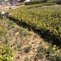供應(yīng)寧德油茶苗最新價格
