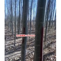 供應(yīng)新疆楊基地