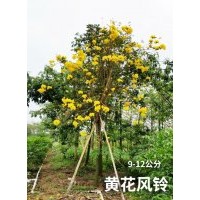 黃花風鈴（9-12公分）300棵