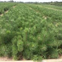 運城油松樹苗供應基地 成活率高 放心訂購