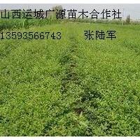 衛(wèi)矛小苗大量出售、大量衛(wèi)矛小苗低價(jià)供應(yīng)