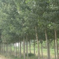 供應(yīng)紫葉李、毛白楊