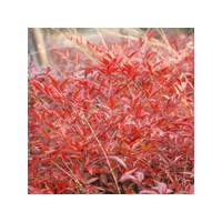 供應(yīng)紅天竹，紅花繼木，紅葉石楠，金森女貞