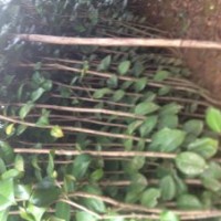 歡迎各位人士來考察桂花、茶花、紅繼木、毛杜娟、桃花