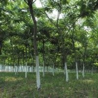 12公分合歡、25公分合歡樹價(jià)格、8公分合歡價(jià)格